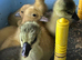 Chinese Goslings hatched 23/5/26