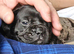 French bulldog x Show cocker spaniel ☆Ready to leave Tomorrow☆