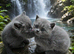 Exceptional Tica registered british shorthairs