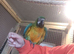 Miligold Macaw