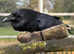 Male Raven