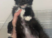 Kittens ready now
