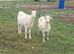 3 goats for sale