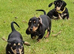 Black tan dachshunds