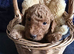 Beautiful hombred cockapoos