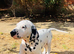 10 week old male Dalmation puppy