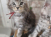 BEAUTIFUL MAINE COON KITTENS - LOOKING FOR THEIR FOREVER HOMES!