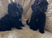 Cockapoo x poodle puppies