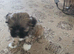 4 lahasa apso for sale