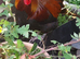 Black copper Maran cockrel