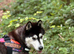 Siberian huskie