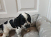 Kc registered show type spaniels