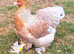 Brahma Pullets