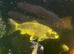 Ghost carp