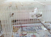 Bengalese finches for sale