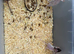 Baby’s rats for 6week to 8weeks