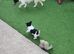 Jack Russell