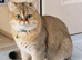 Chinchilla/british shorthair boys kittens