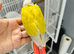 Hand reared tamed Parrot Conures
