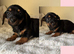 Mini dachshund cross jack