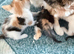 Four kittens two female two male