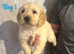F1 B Golden doodles (medium size)