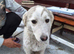 NALA – The Little Survivor Who Never Gave Up