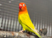 Fischer lovebirds various mutations