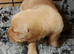 Labrador pups