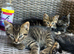 Beautiful tabby’s