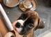 boxer puppies **READY NOW **
