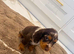 Show type cocker spaniels