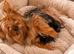 Yorkshire terrier pups