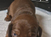 Miniature dachshund pups