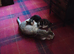Female kitten's