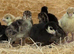 NORFOLK BRONZE /BLACK/WHITE DOUBLE BREASTED TURKEYS FOR SALE