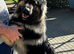 ONLY TWO GIRLS LEFT !!!! BEAUTIFUL LITTER OF GERMAN SHEPHERD PUPPIES