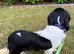 Female Tri Colour Cavalier King Charles Spaniel