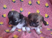 Chihuahua x imperial shihzu