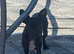 2 male toy chihuahua puppies left ready to leave now