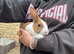 Dutch Baby Bunnies 10 weeks old