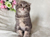 Scottish Fold Kittens