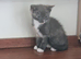 8 weeks old Grey little girl looking for a new lovely family