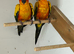 X2 Sun conures for sale