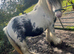 Splash the Chunky cob