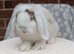 Mini lops