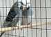 Breeding pair