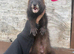 Semi angora ferrets looking for new home