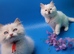 Exceptional GCCF Registered Ragdoll kittens