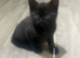 4 kittens looking home